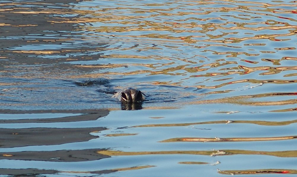 loch ness monster